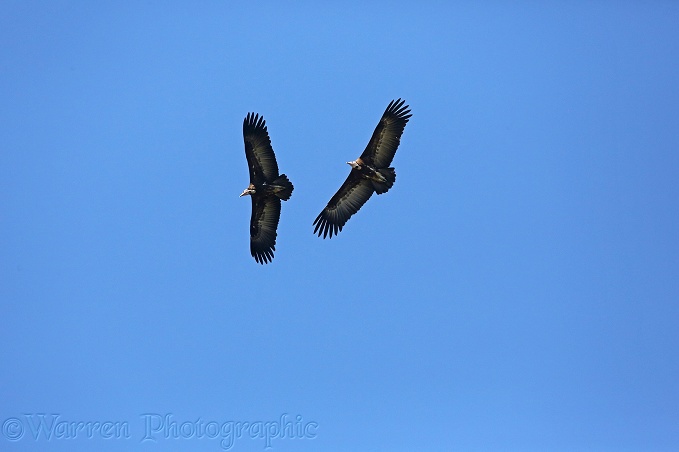 White-backed Vulture (Gyps africanus)