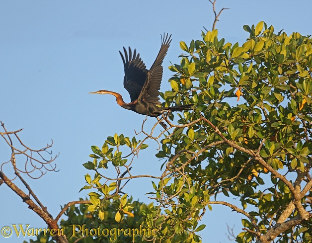African Darter (Anhinga rufa) Taking off from Red Mangrove (Rhizophora mangle)