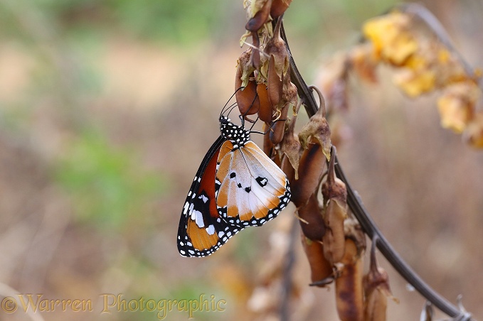 African Monarch Butterfly (Danaus chrysippus)