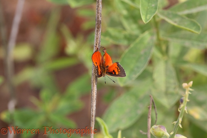 Common Scarlet Butterfly (Axiocerses harpax)