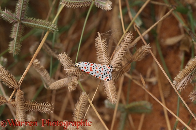 Crimson Speckled Footman Moth (Utethesia lortrix)