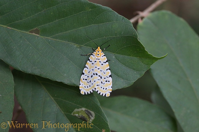 Footman Moth (Utethesia species)