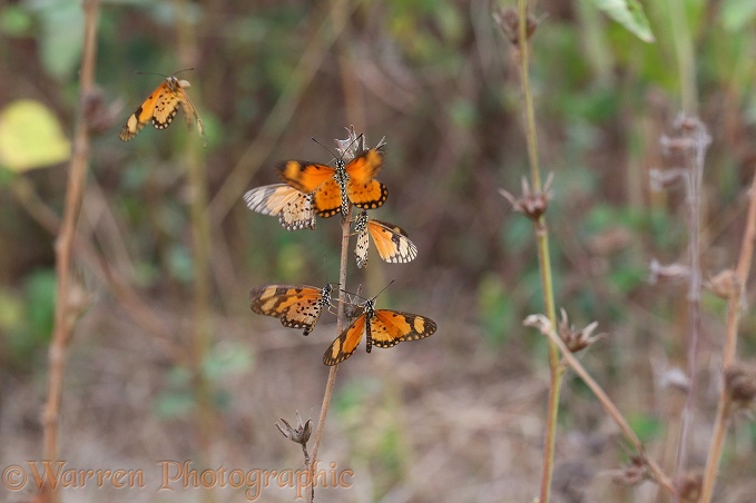 Orange Acraea Butterfly (Acraea serena) communal roost