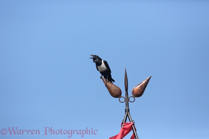African Pied Crow (Corvus albus) calling from a roof-top edifice