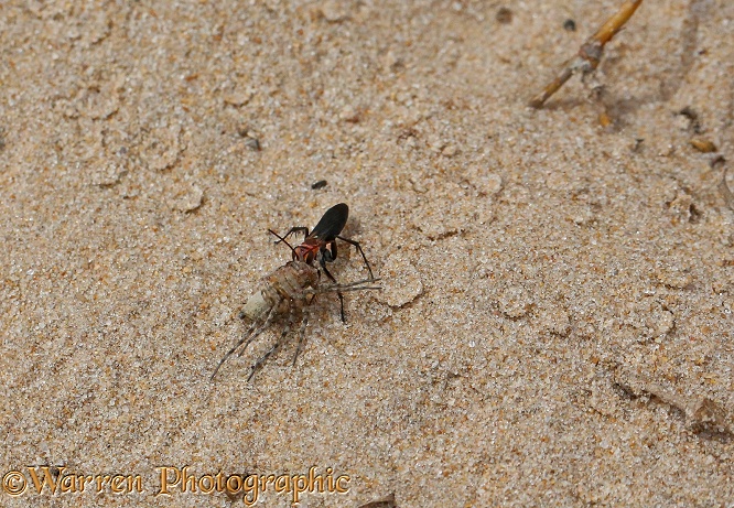 Spider-hunting wasp (unidentified) with prey