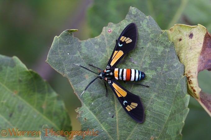 Splendorous Hornet Moth (Euchromia folletii)