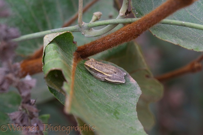 West African Reed Frog (Hyperolius  nitidulus) aestivating in an exposed position during the dry season