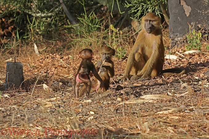 Western Baboon (Papio papio) mother watching her infants play
