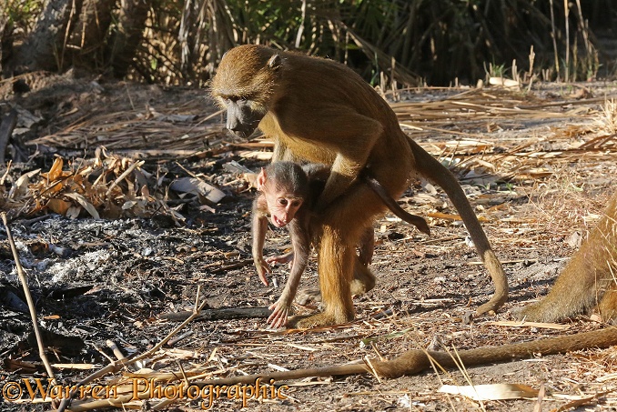 Western Baboon (Papio papio) young female trying to make off with an infant, not her own