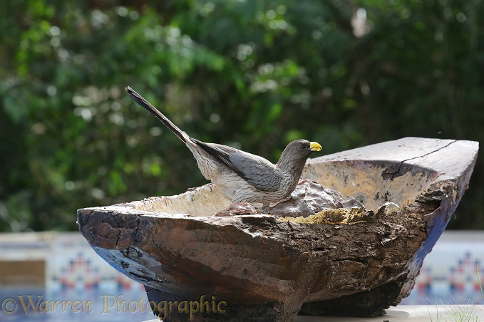 Western Grey Plantain-eater (Crinifer piscator) drinking from a wooden bowl