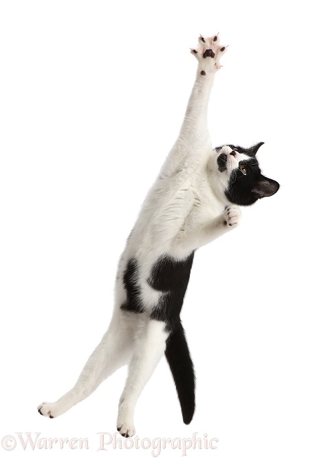 Black-and-white kitten, Loona, 4 months old, leaping as if to save a goal, white background