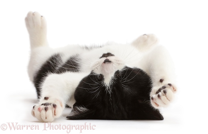 Black-and-white kitten, Loona, 4 months old, lying on her back, white background
