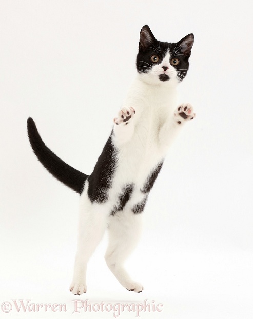 Black-and-white kitten, Loona, 4 months old, leaping, white background