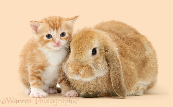 Ginger kitten and sandy rabbit, white background