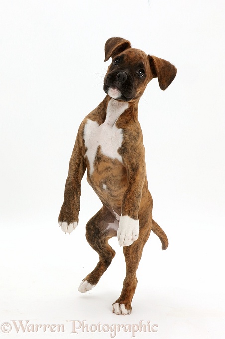 Playful brindle Boxer puppy jumping up on hind legs, white background