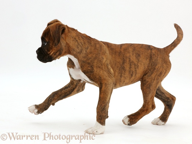 Brindle Boxer puppy walking across, white background