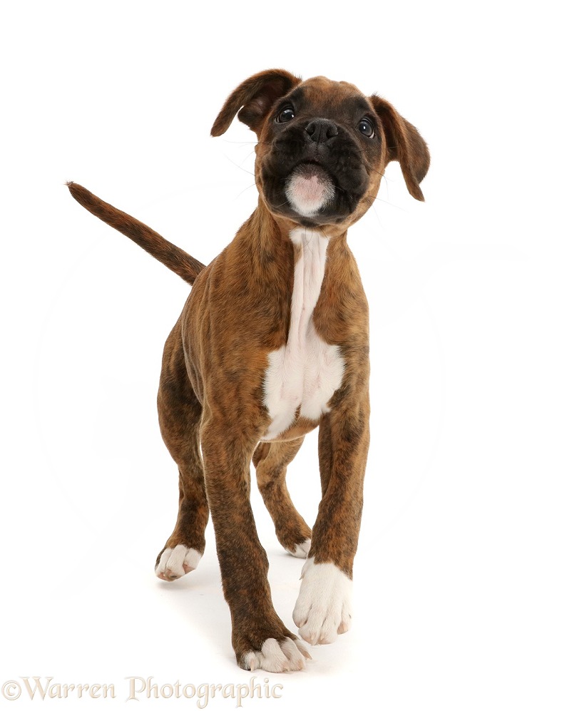 Brindle Boxer puppy ambling, white background