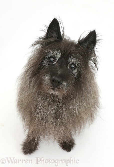 Elderly black Cairn Terrier, white background