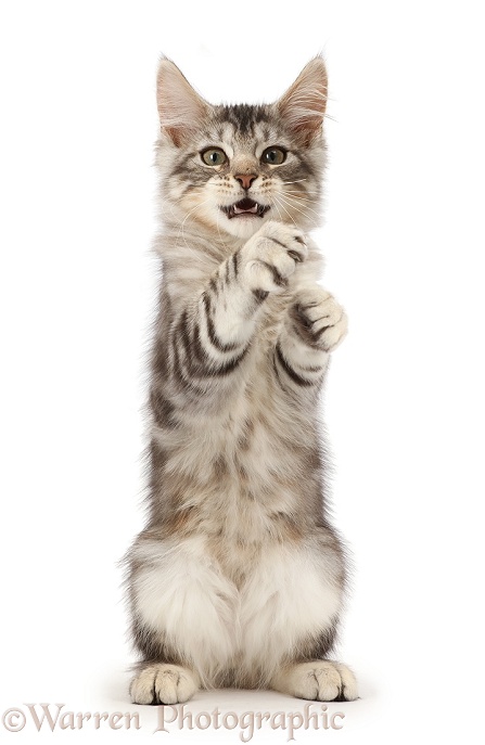 Silver tabby kitten, Loki, 3 months old, boxing, white background