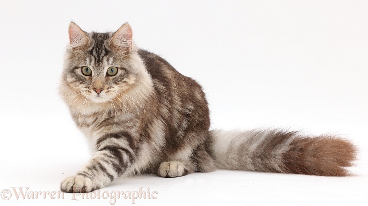 Silver tabby cat, Loki, 7 months old, paw outstretched, ready to pounce, white background
