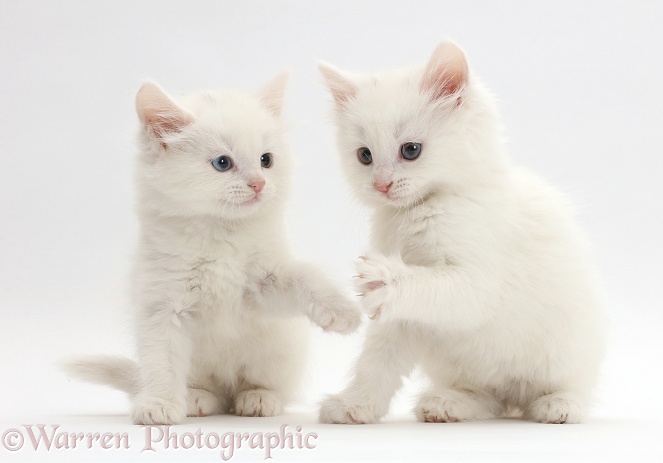 White kittens playing, white background