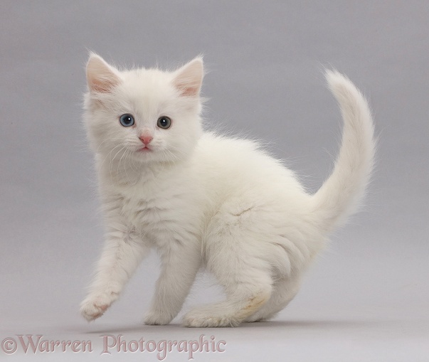White kitten on grey background