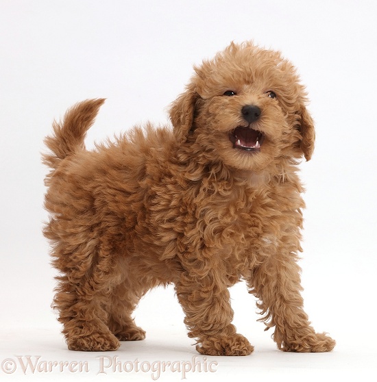 Red Toy labradoodle puppy standing, white background