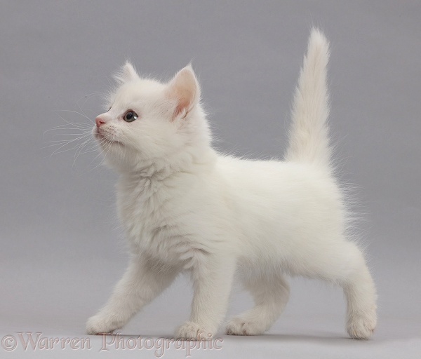 White kitten walking across on grey background