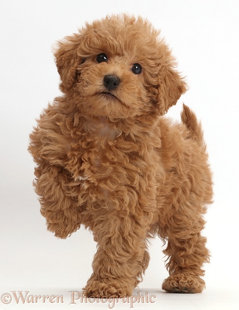 Red Toy labradoodle puppy standing with paw raised, white background