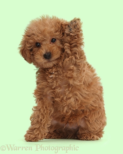 Red Toy labradoodle puppy waving, white background