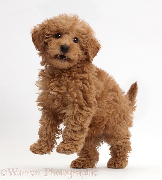 Red Toy labradoodle puppy jumping up, white background