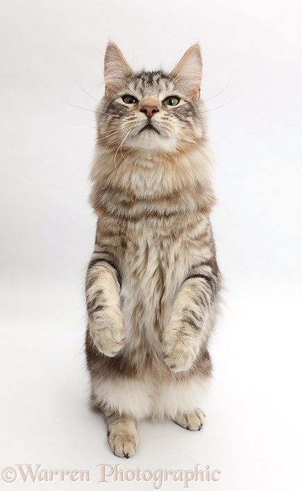 Silver tabby cat, Loki, 7 months old, standing up, white background