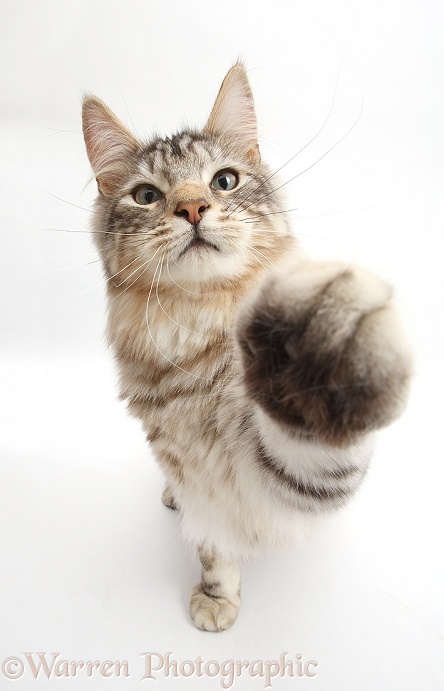 Silver tabby cat, Loki, 7 months old, making a bro-fist, white background
