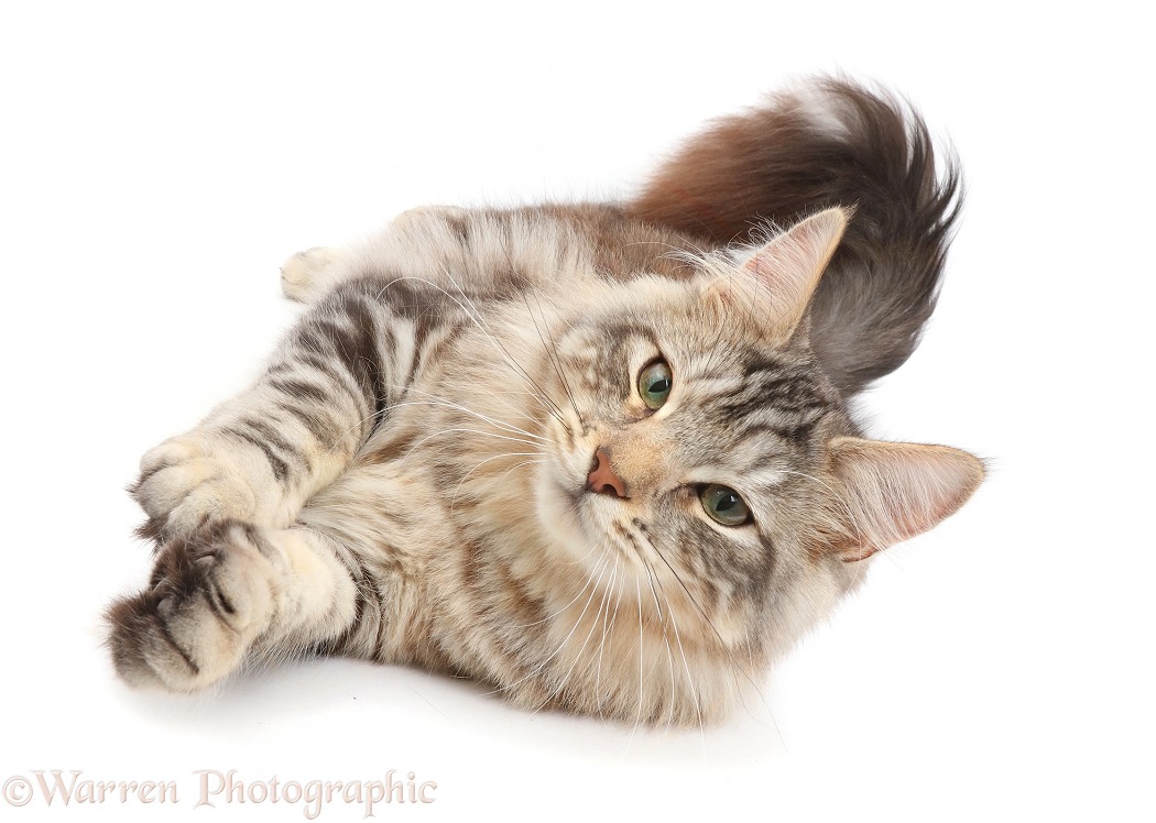 Silver tabby cat, Loki, 7 months old, rolling over and lying on his side, white background