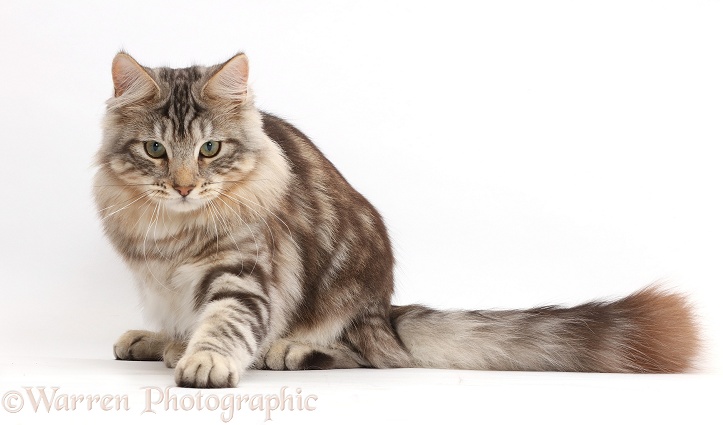 Silver tabby cat, Loki, 7 months old, paw outstretched, ready to pounce, white background