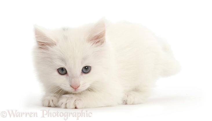 Playful white kitten, white background