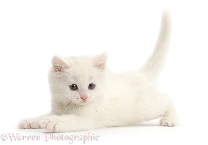 Playful white kitten, white background