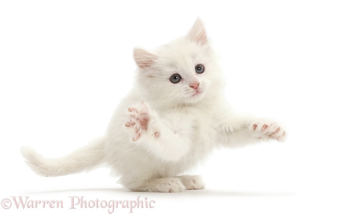 White kitten grasping, white background