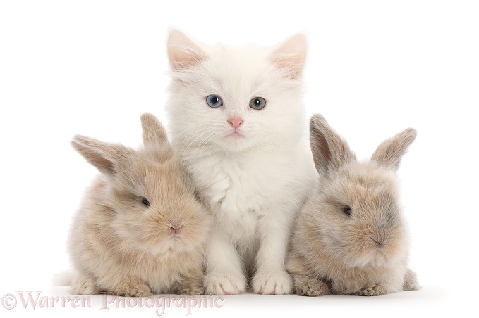 White kitten and beige bunnies, white background