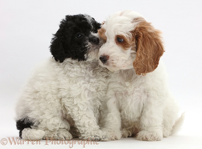 Black-and-white toy Labradoodle puppy with red-and-white Cockapoo puppy, white background