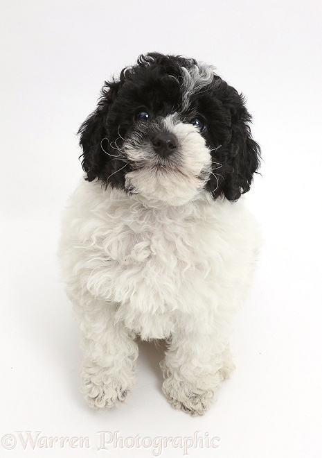 Black-and-white Toy labradoodle puppy, white background