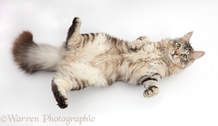Silver tabby cat, Loki, 7 months old, lying on his back and looking up, white background