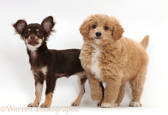 Chocolate-and-tan Chihuahua with Cavapoo puppy, white background
