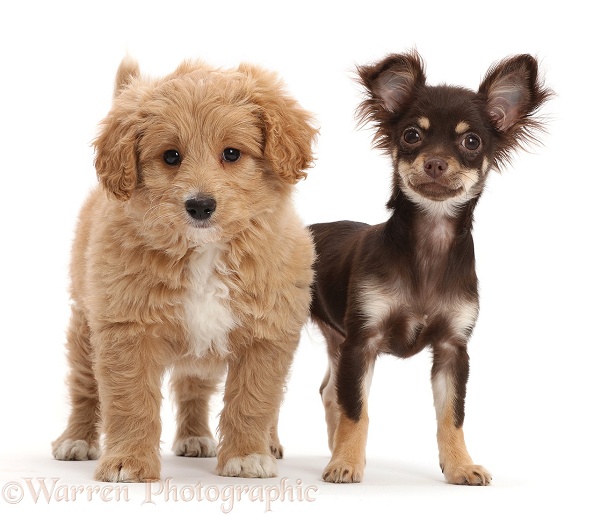 Chocolate-and-tan Chihuahua with Cavapoo puppy, white background