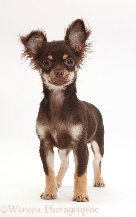 Chocolate-and-tan Chihuahua standing, white background