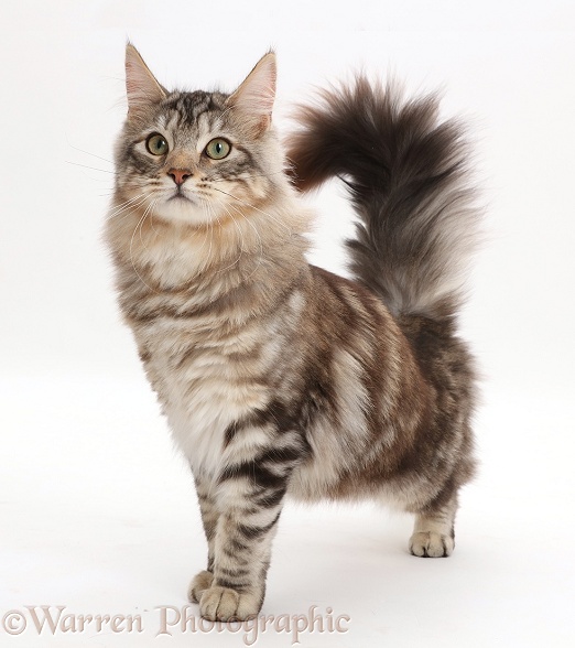 Silver tabby cat, Loki, 7 months old, standing with tail erect, white background
