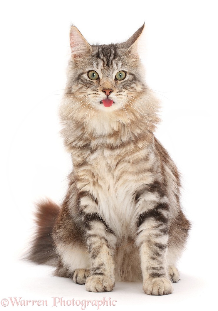 Silver tabby cat, Loki, 7 months old, sitting, with tongue out, white background