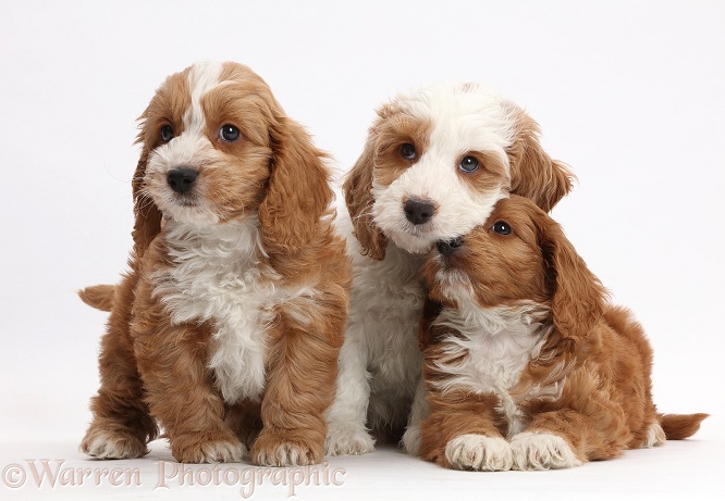 Three Red-and-white Cockapoo puppies, white background