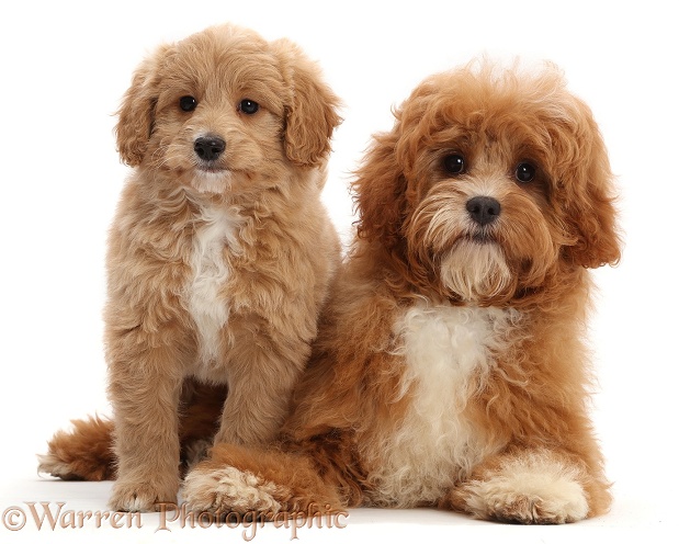 Puppy and adult Cavapoos, white background