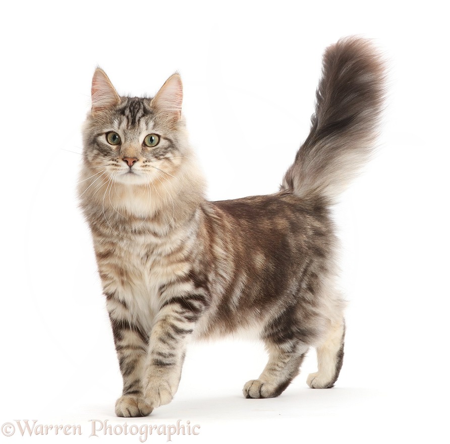 Silver tabby cat, Loki, 7 months old, walking with tail up, white background